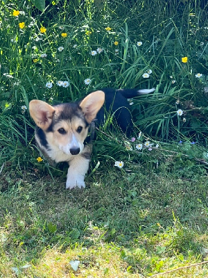 des Amour’Rocq - Welsh Corgi Pembroke - Portée née le 07/03/2023