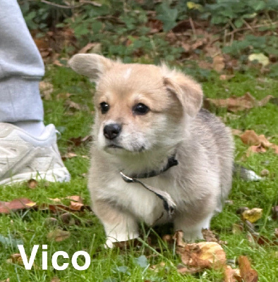 VICO