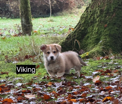 Viking