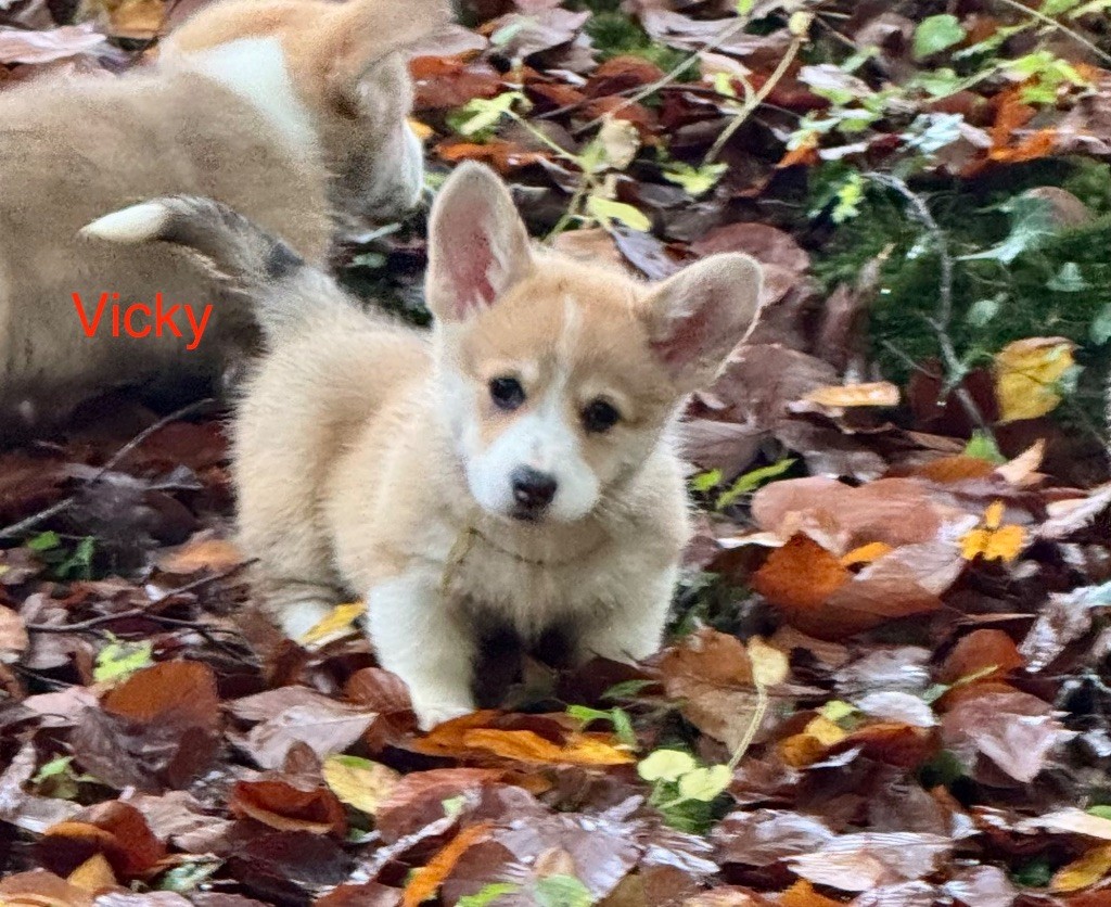 des Amour’Rocq - Chiot disponible  - Welsh Corgi Pembroke