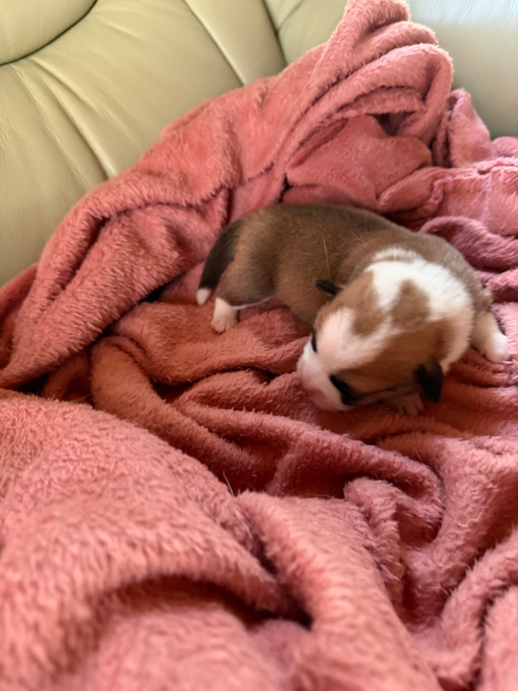 des Amour’Rocq - Chiots disponibles - Welsh Corgi Pembroke