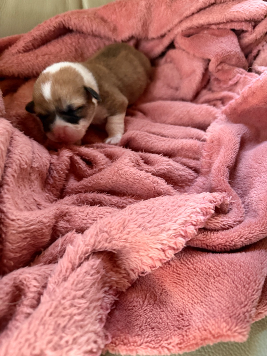 des Amour’Rocq - Chiots disponibles - Welsh Corgi Pembroke