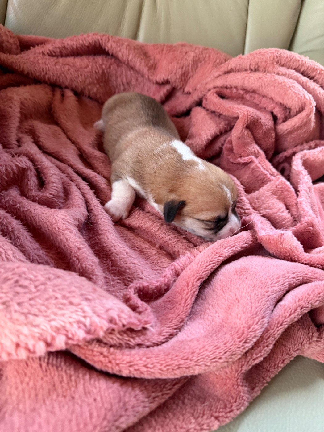 des Amour’Rocq - Chiots disponibles - Welsh Corgi Pembroke