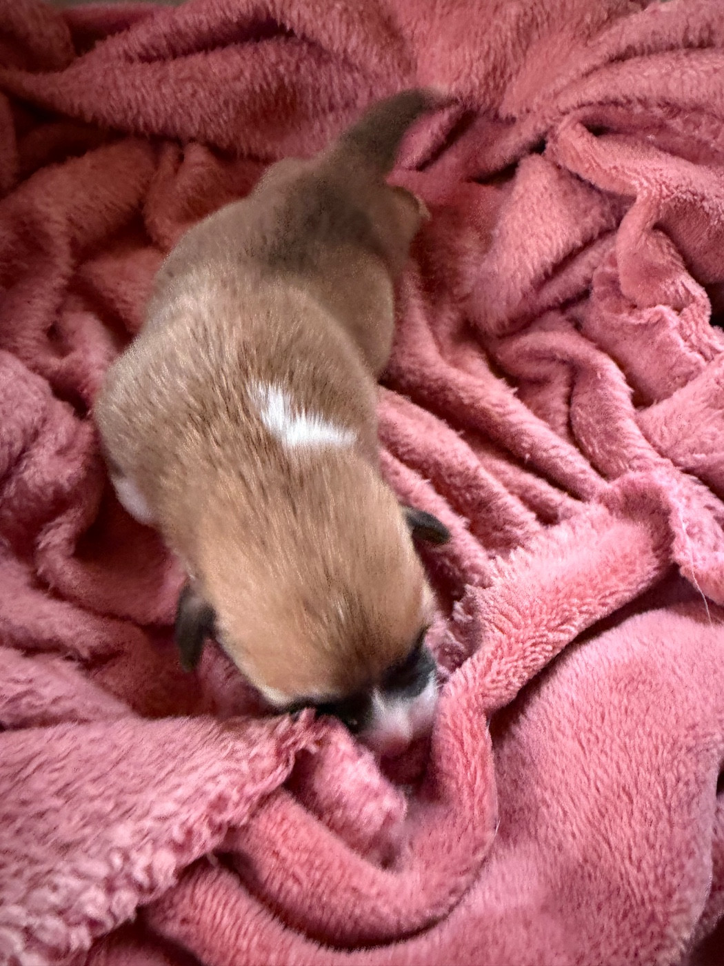 des Amour’Rocq - Chiots disponibles - Welsh Corgi Pembroke