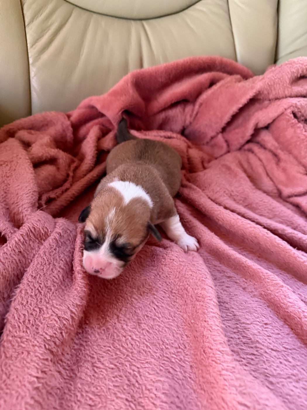 des Amour’Rocq - Chiots disponibles - Welsh Corgi Pembroke