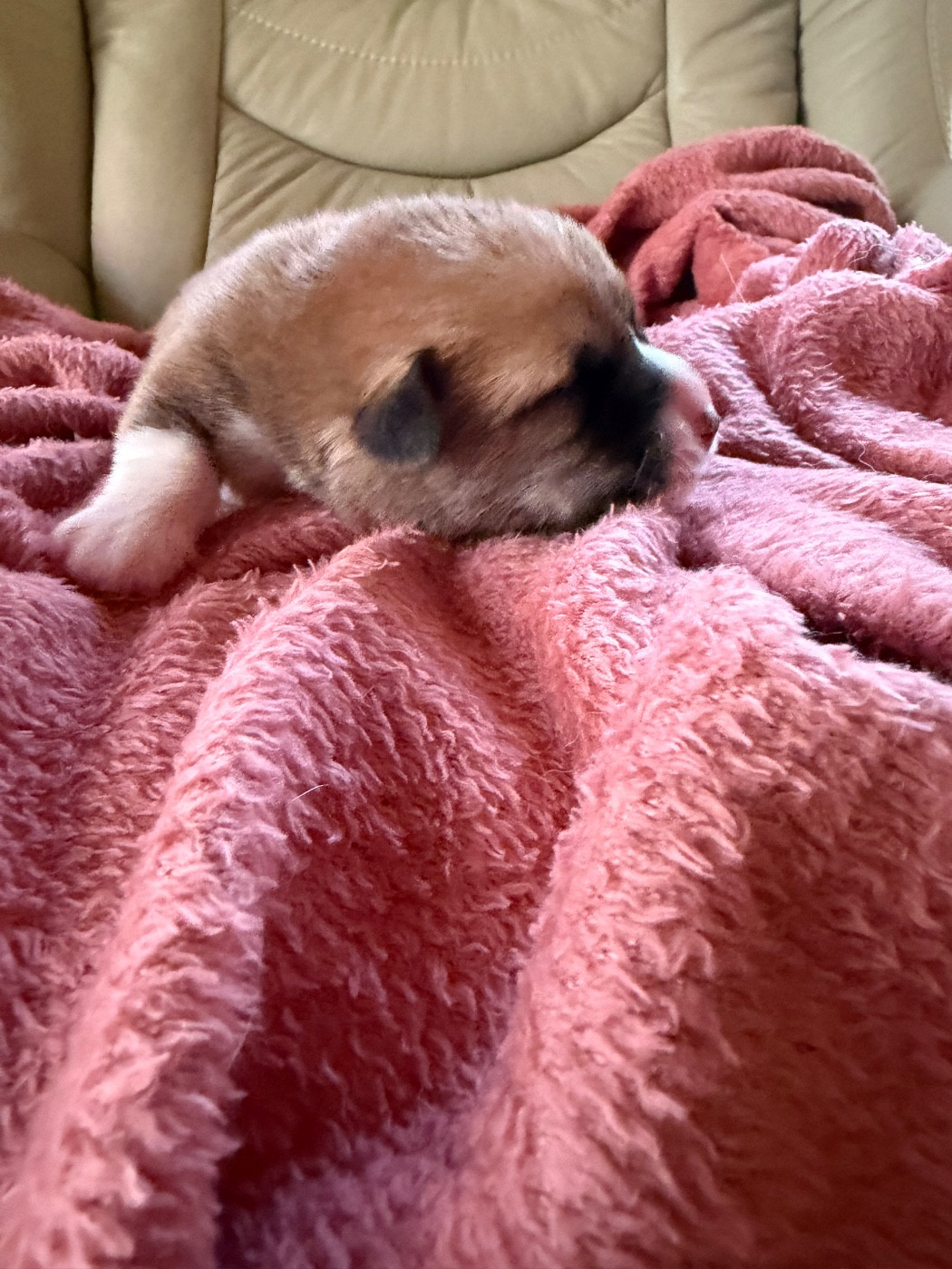 des Amour’Rocq - Chiots disponibles - Welsh Corgi Pembroke