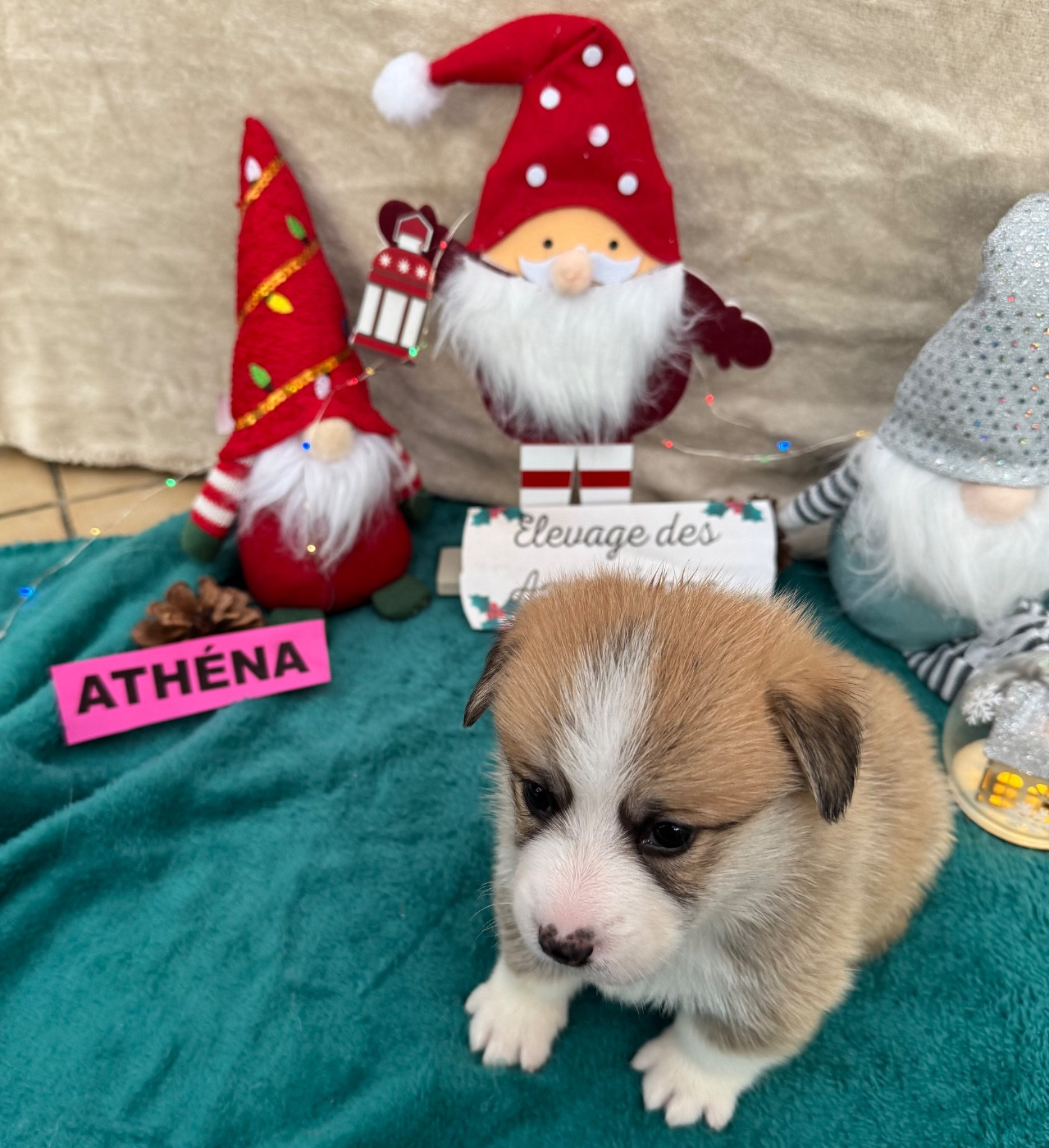 des Amour’Rocq - Welsh Corgi Pembroke - Portée née le 24/10/2025