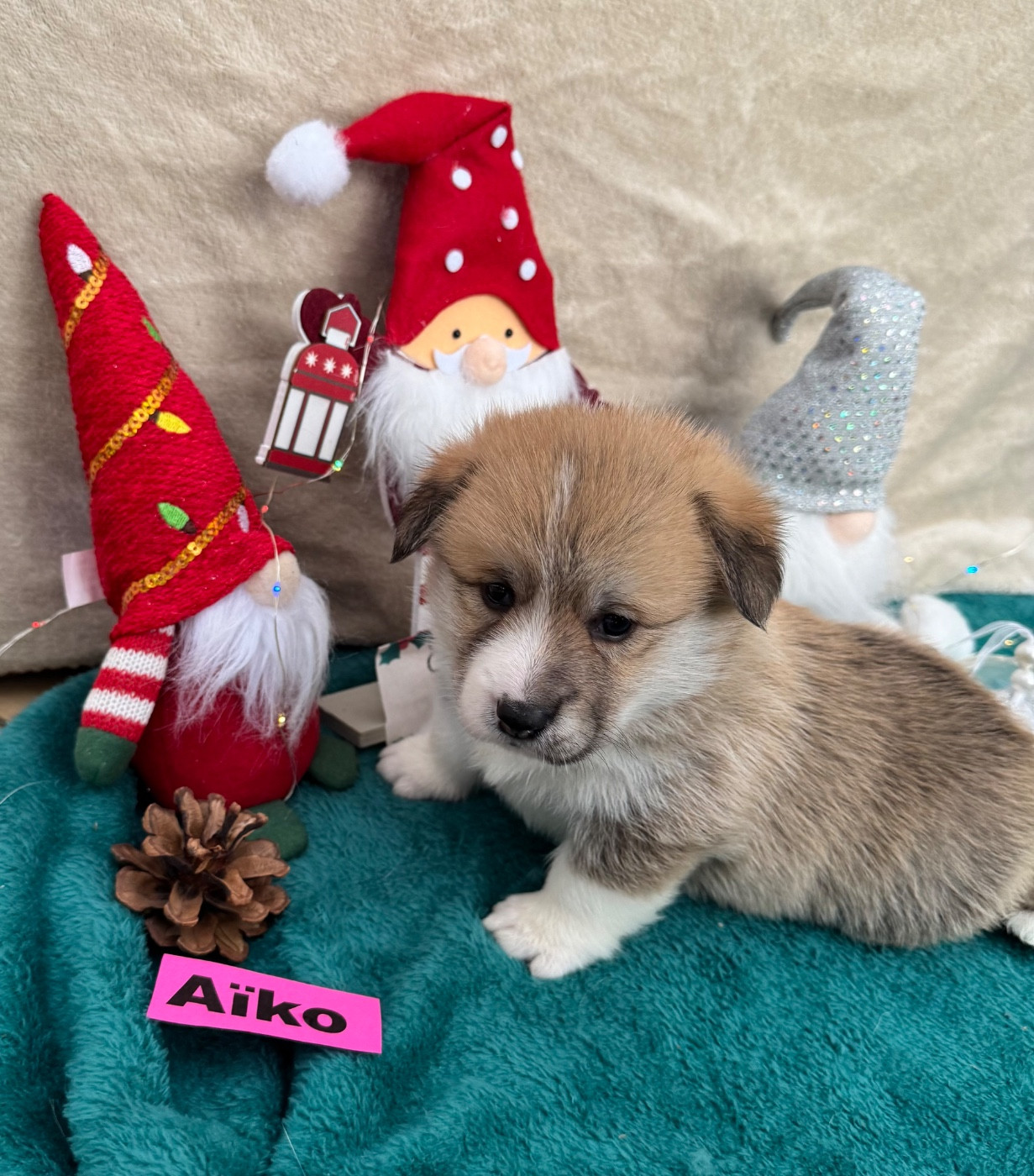 des Amour’Rocq - Chiots disponibles - Welsh Corgi Pembroke
