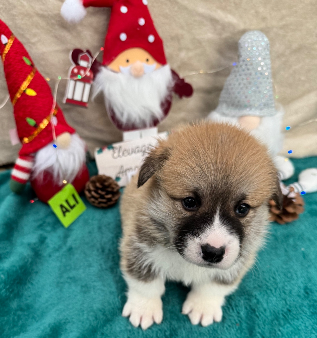 des Amour’Rocq - Chiots disponibles - Welsh Corgi Pembroke