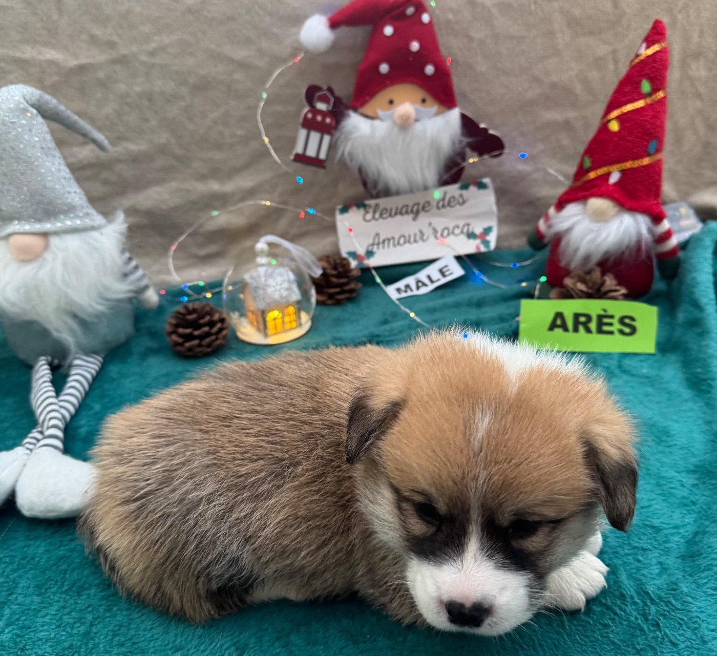 des Amour’Rocq - Chiots disponibles - Welsh Corgi Pembroke