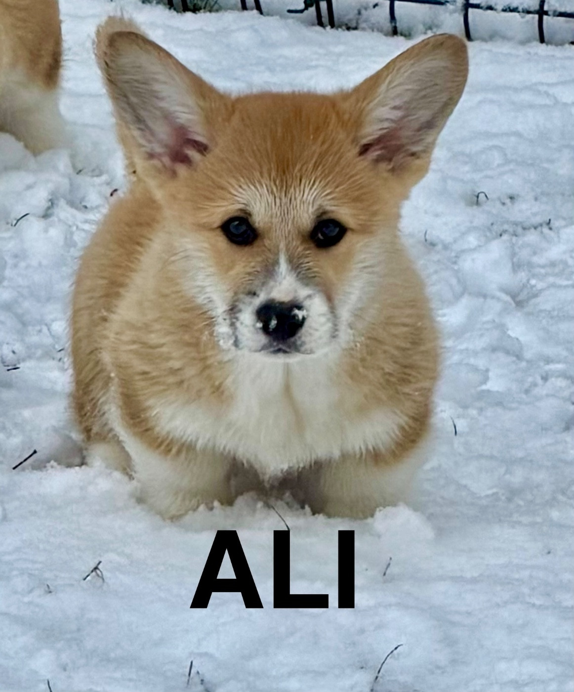 des Amour’Rocq - Chiots disponibles - Welsh Corgi Pembroke