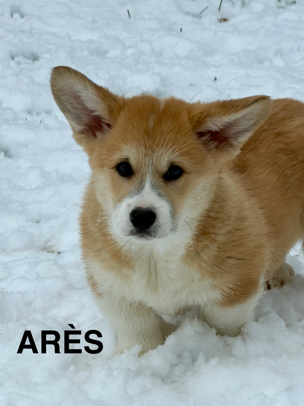 des Amour’Rocq - Chiots disponibles - Welsh Corgi Pembroke