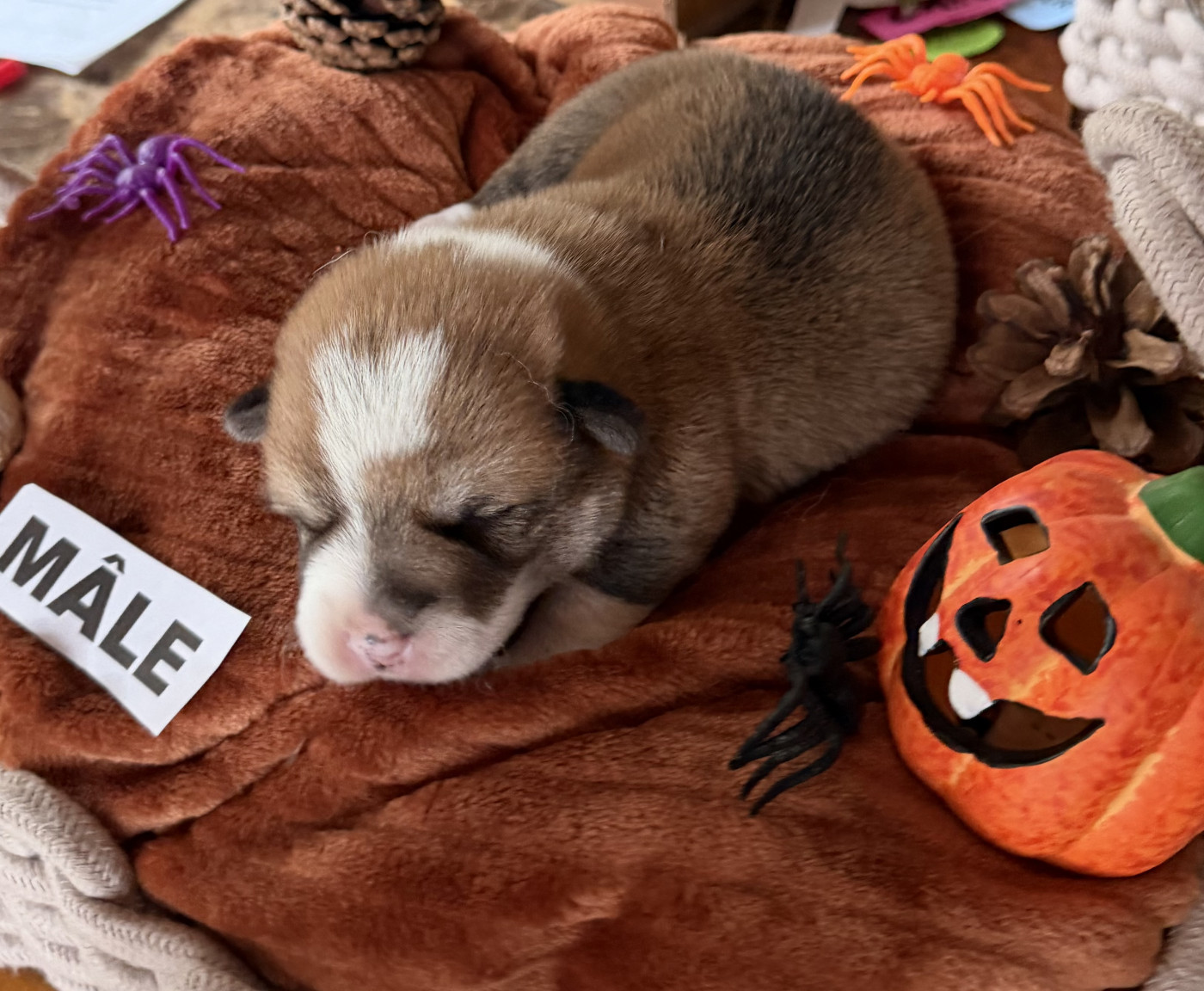 des Amour’Rocq - Chiots disponibles - Welsh Corgi Pembroke