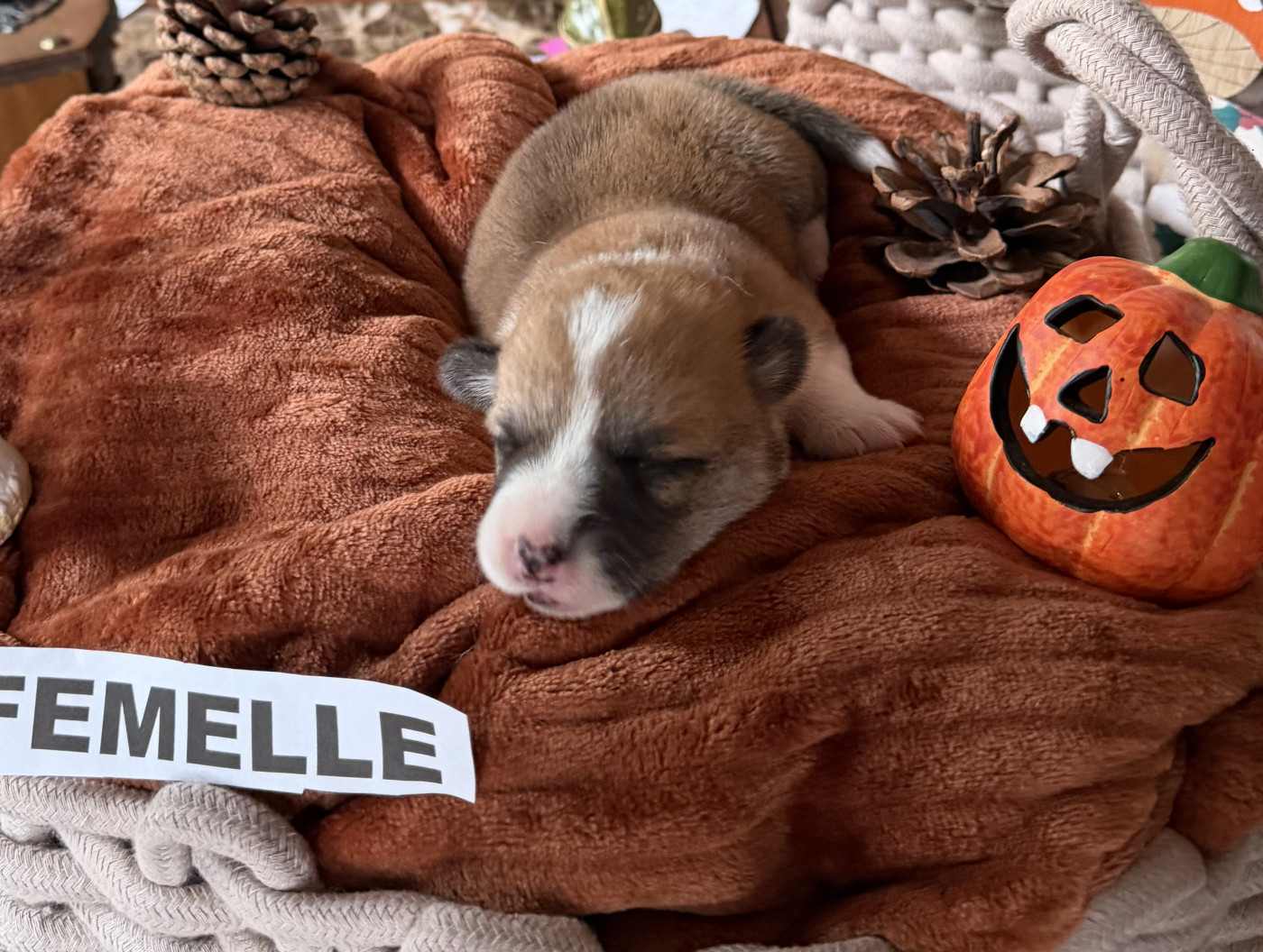des Amour’Rocq - Chiots disponibles - Welsh Corgi Pembroke
