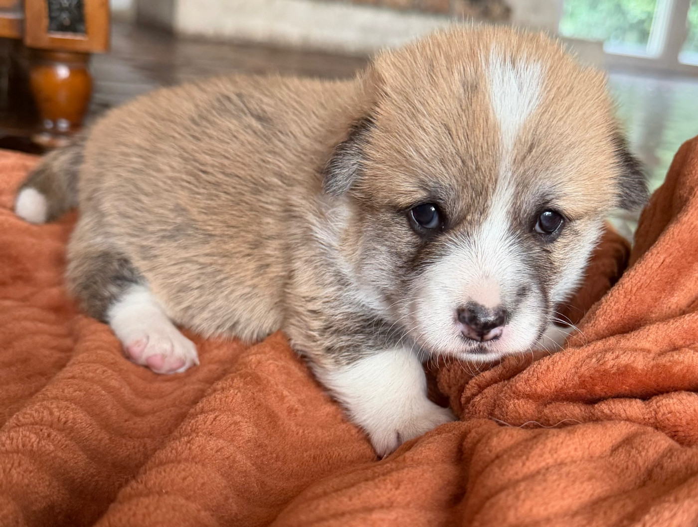 des Amour’Rocq - Chiots disponibles - Welsh Corgi Pembroke
