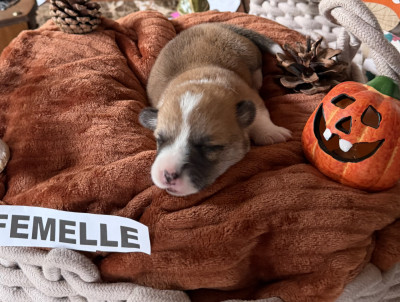 Bella