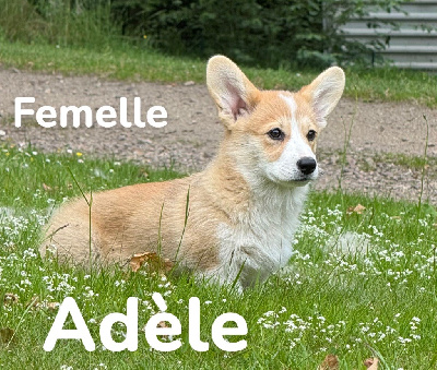 ADELE