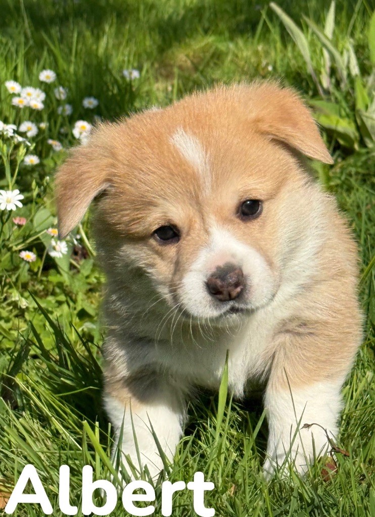 des Amour’Rocq - Welsh Corgi Pembroke - Portée née le 23/03/2025