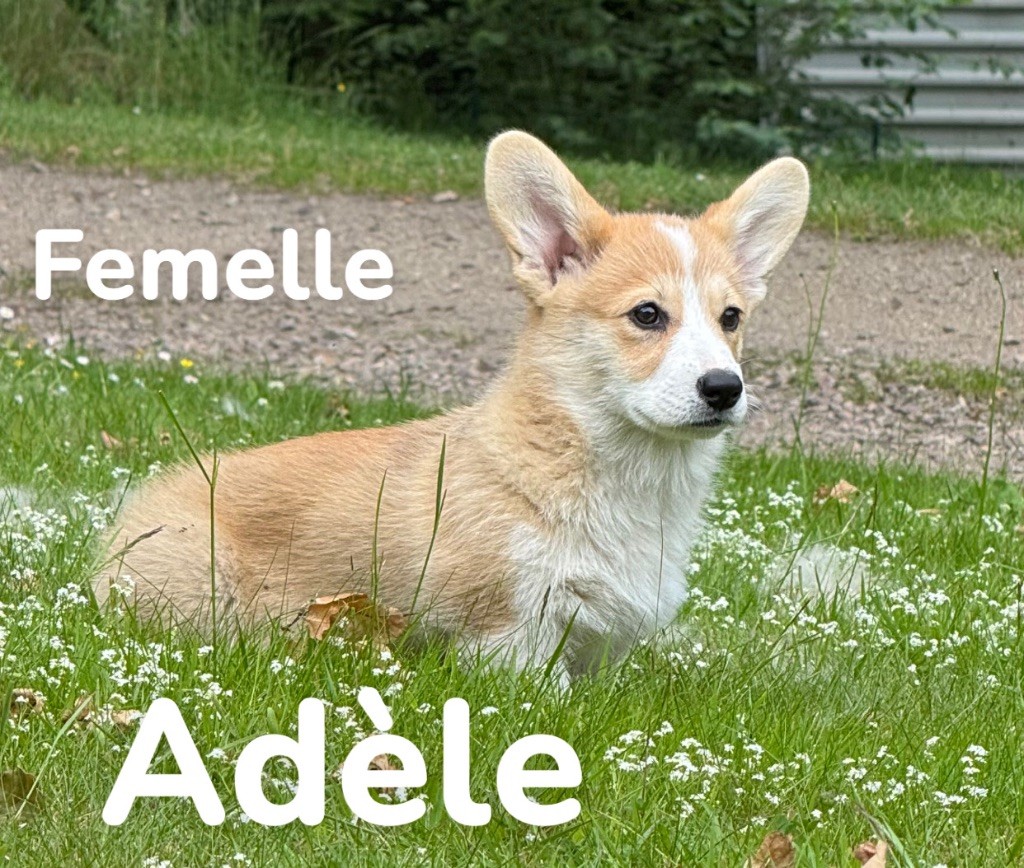 des Amour’Rocq - Chiots disponibles - Welsh Corgi Pembroke